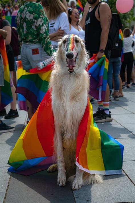 Perro Del Orgullo Gay Foto De Archivo Imagen De Divertido 30722556