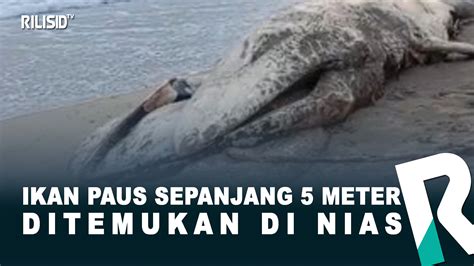 Ikan Paus Sepanjang 5 Meter Ditemukan Di Nias RILISID TV