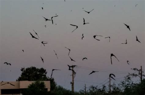 Phoenix Bat Cave Atlas Obscura