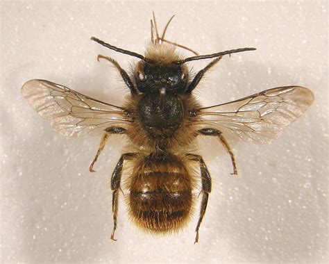 Osmia Bicornis Pinned Male Elveden Suffolk Steven Falk Flickr