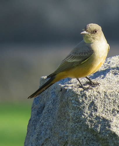 Say S Phoebe Woodlawn 0580 Woodlawn Cemetery Say S Phoebe Flickr