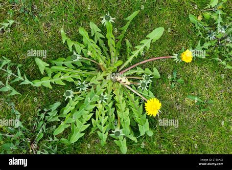 Garden Weed In Lawn Dandelion Taraxacum Officinale Hardy Plant