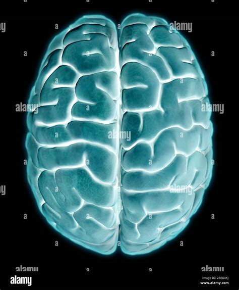 Cerebrum Cerebellum Brainstem Hi Res Stock Photography And Images Alamy