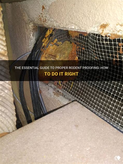 The Essential Guide To Proper Rodent Proofing How To Do It Right Petshun