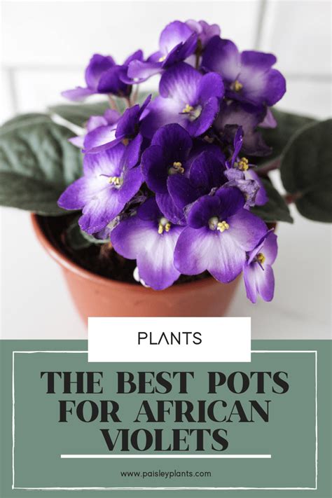 6 Best Pots For African Violets Paisley Plants