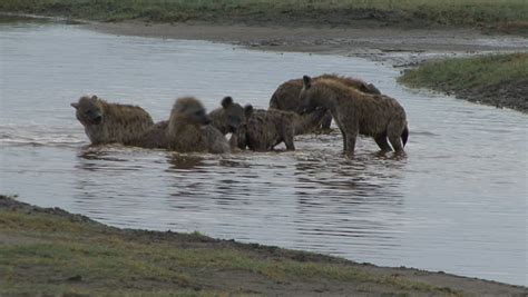 Hyena Pack Plays In Water After Recent Rain In Tanzania, Africa Stock Footage Video 1970164 ...