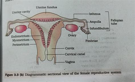 Figure 3 3 B Diagrammatic Sectional View Of The Female Reproductive Sys