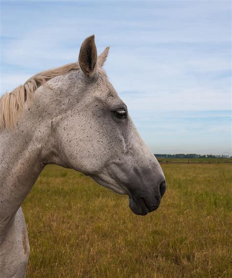 Profile Of A Gray Horse Head by Ruud Morijn