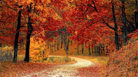 Découvrez pourquoi les feuilles de votre jardin changent de couleur en