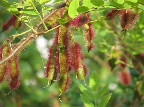 Crveni bagrem (Robinia hispida) - Plantea
