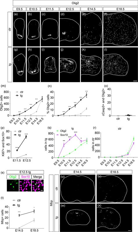 Sox9 overexpression exerts multiple stage‐dependent effects on mouse ... 