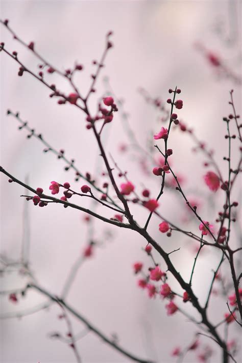 Plum Blossom Wallpapers - Wallpaper Cave