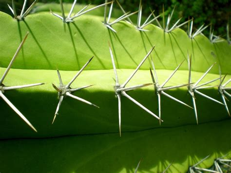 Why Do Cacti Have Spines 4 Reasons Cacti Are Spikey