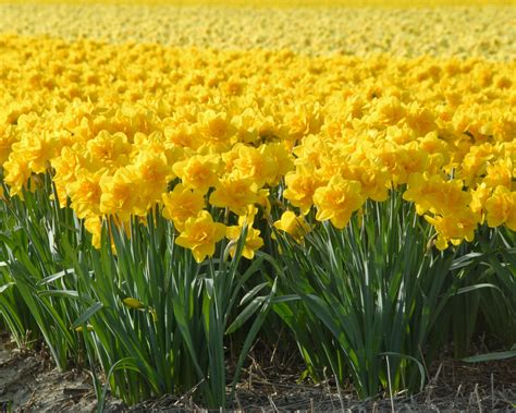 Narcissus 'Queen's Day' bulbs — Buy online at Farmer Gracy UK