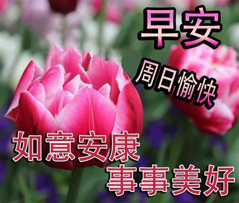 周日，早晨好，温馨周末阳光祝福问候语图片表情带句子 生活