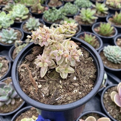 Crassula Volkensii Variegata Fonte Das Suculentas