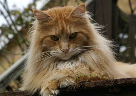 Maine Coon Whiskers – petsKB
