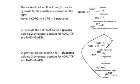 Solved The Route Of Carbon Flow From Glucose To Pyruvat