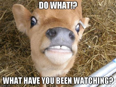 Image Tagged In Surprised Cow Imgflip