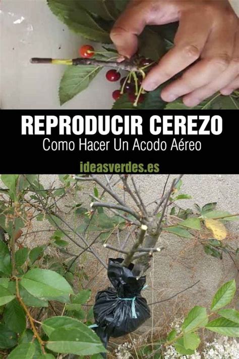 C Mo Reproducir Un Cerezo Por Acodo A Reo Ideas Verdes