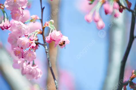 Cherry Blossom Romantic Pink Outing Background Plant Stepping Into