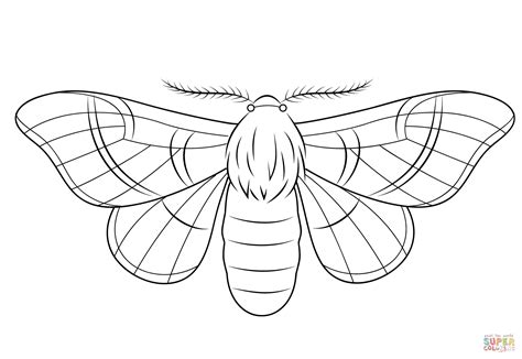 Moth Coloring Pages