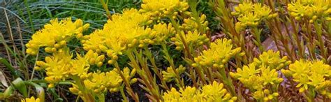 Outsidepride 1000 Seeds Perennial Sedum Ellacombianum