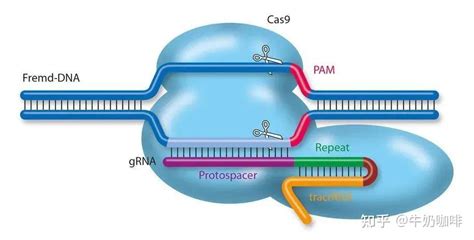 一文总览crispr Cas9基因编辑技术 知乎