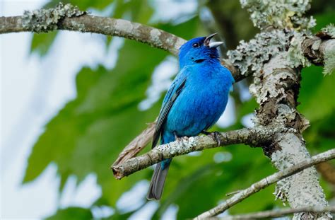 Indigo Bunting | Focal World