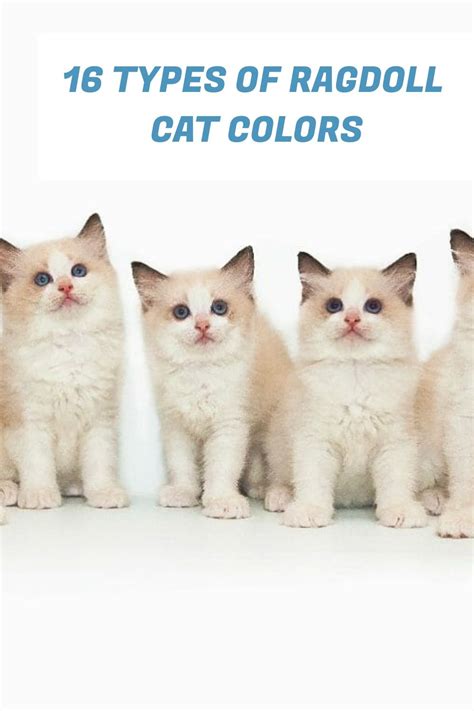 Types Of Ragdoll Cat Colors Ragdoll Cat Colors Cat Colors Most