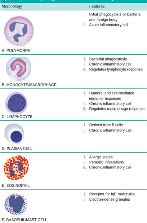 Inflammatory Cells Medizzy