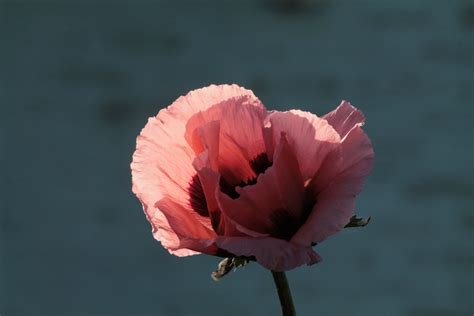 Bakgrundsbilder Natur Gren Blomma Ljus Tillv Xt Vit Fotografi