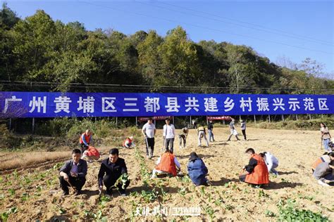 千人百进”蹲点采访】三都九阡镇：党建引领秋冬种 奋力夺取“开门红” 种植 油菜 群众