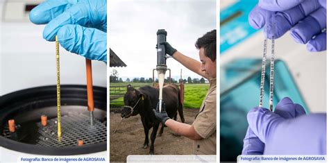 Producción de pajillas de semen bovino