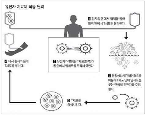 세포 안에 유전자 직접 전달 암 근본적으로 잡는다 비즈n