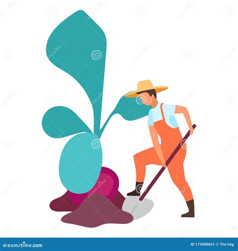 Root Crops Harvesting Flat Vector Illustration. Farmer Digging Big Beetroot. Autumn Harvest ...