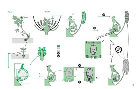 Diagramme De Cycle De Reproduction Sexuee Des Angiospermes Quizlet