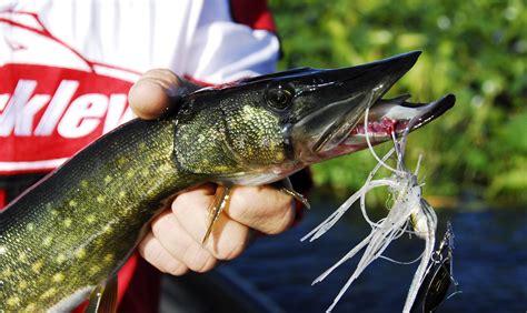 Times To Catch Pickerel