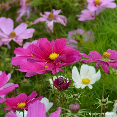 Cosmea zaaien - Cosmos bipinnatus - Lees hier hoe u Cosmea kan zaaien