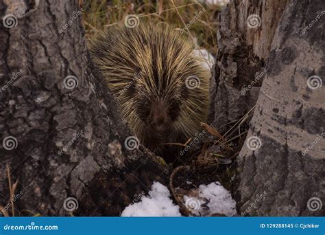 Porcupine In California Park Colorado Stock Image Image Of Country