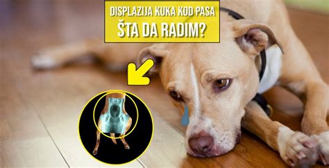 Displazija Kuka Kod Pasa Pet Portal