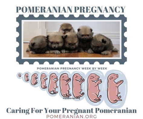 Gestation Period For Mammals