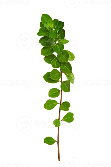 Leaf Vine Isolate On Transparent Background PNG File 13530791 PNG