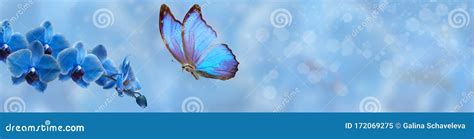 Blue Butterfly and Blue Orchid Stock Image - Image of biology, flora ...