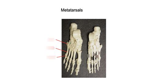 metatarsals Diagram | Quizlet