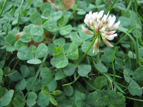 White Clover Trifolium Repens Feedipedia