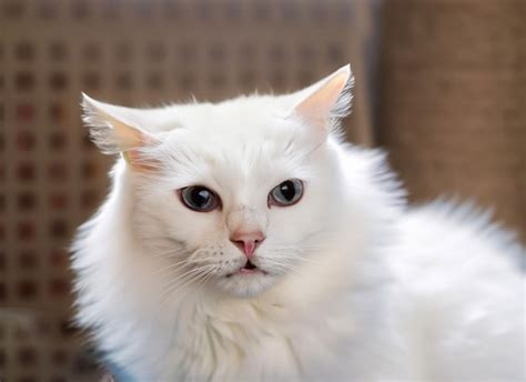 Premium Ai Image Photo Of A Cute White Cat Generative Ai