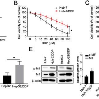 Mff Is Upregulated In Cisplatin Resistant Hepatocellular Carcinoma A