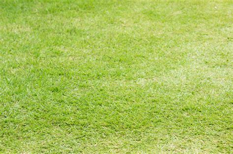 Green Grass Lawn For Background Field Of Fresh Spring Green Grass Field Natural Empty Texture