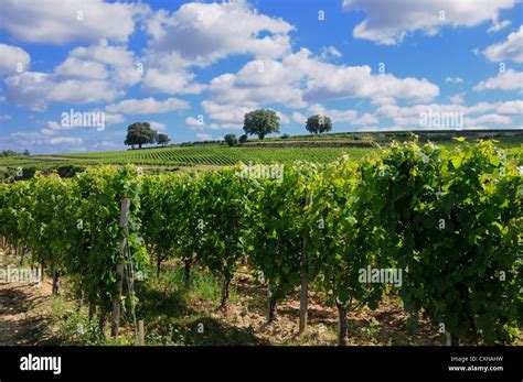 Vineyard Of Saint Emilion Gironde Aquitaine France Europe Stock